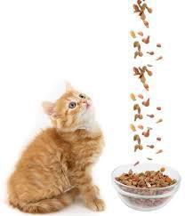 можно ли кормящей кошке давать сухой корм