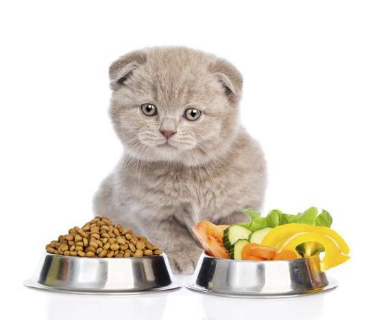 можно ли кормить кошку разными сухими кормами