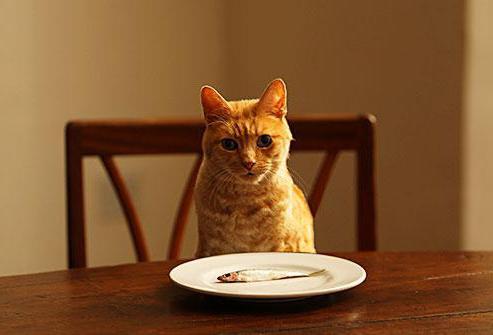 можно ли постоянно кормить кошку сухим кормом