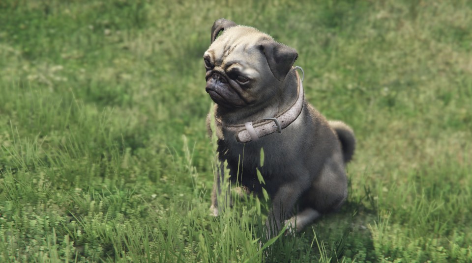 Animals in GTA 5