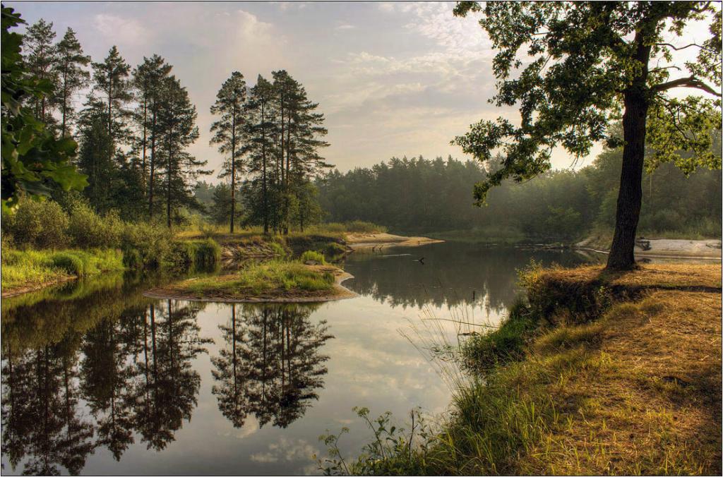 Парк мещерский лес фото