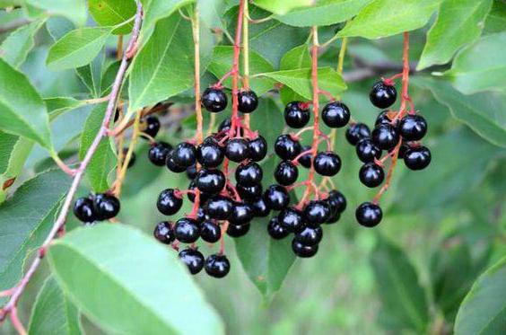 riddle about bird cherry for children