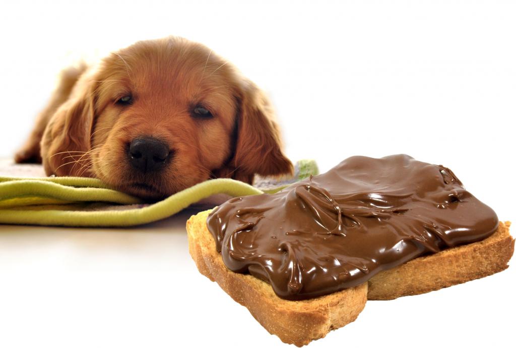 Is it possible for dogs to chocolate