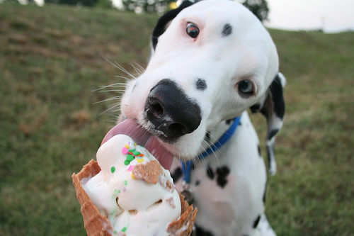 dog and ice cream