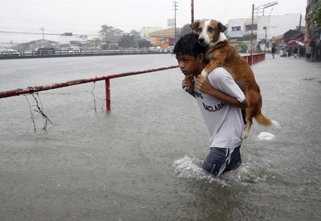сонник спасать собаку из воды