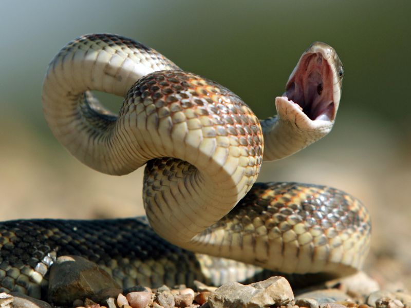 змеи во сне много змей