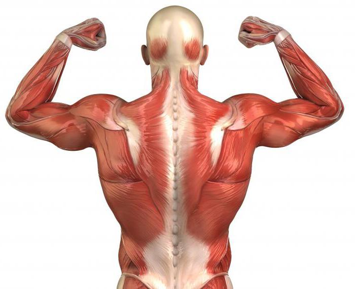 длиннейшая мышца спины