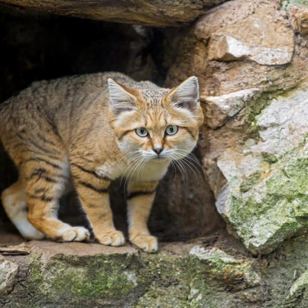 arab sand cat