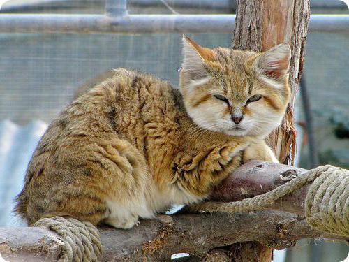 sand cat at home