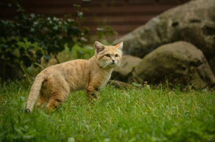 arab sand cat description