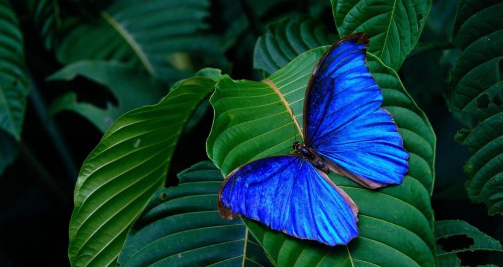 к чему снится бабочка большая красивая