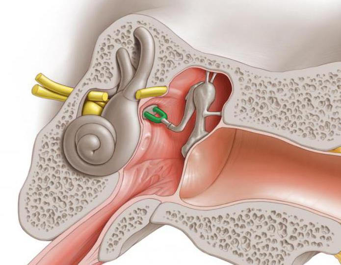 слуховая косточка в ухе
