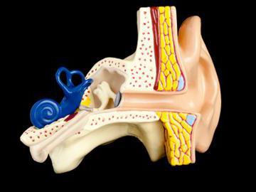 слуховые косточки функции 