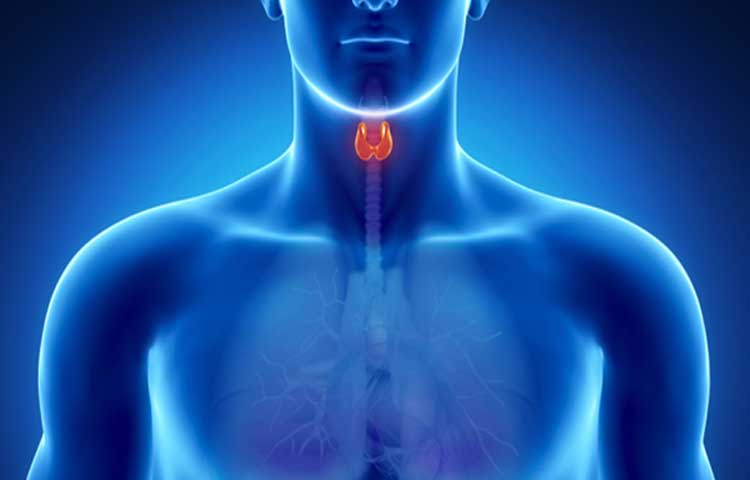 щитовидная железа диффузные изменения паренхимы