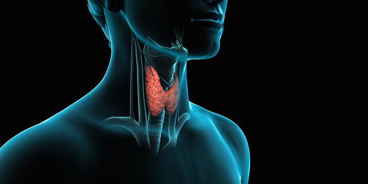 диффузные изменения долей щитовидной железы