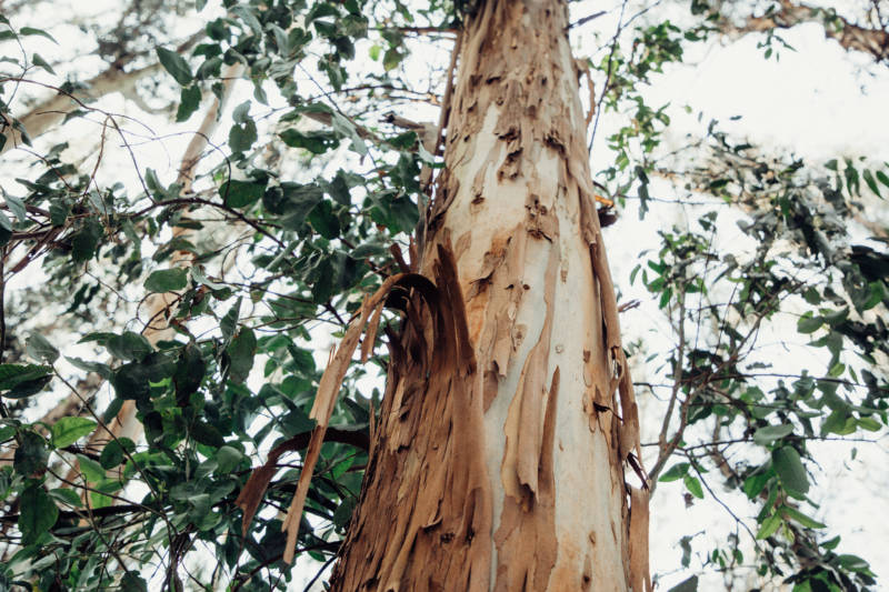 eucalyptus tree