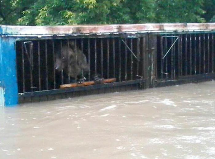 Flooding in the Primorsky Territory