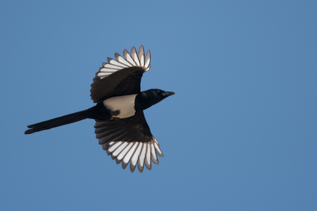 Magpie sits on the window: omen