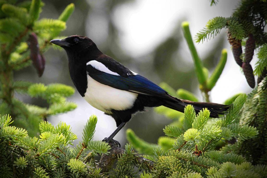 Magpies: folk signs