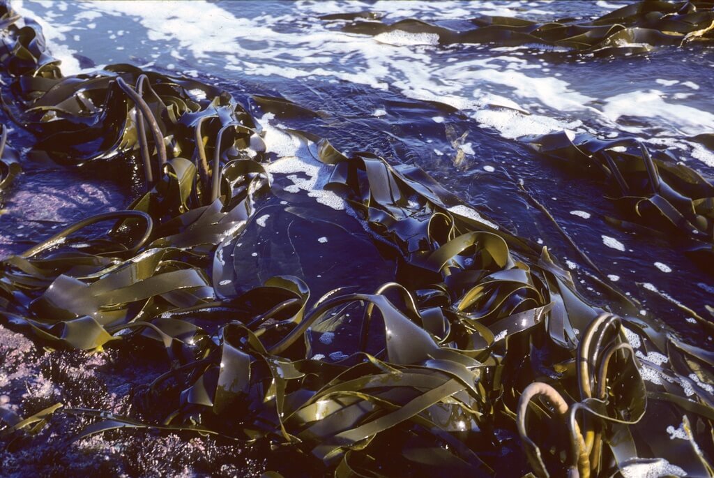 Морская капуста как выглядит в море фото