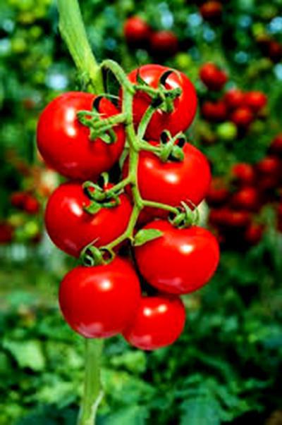 tomato general grade description