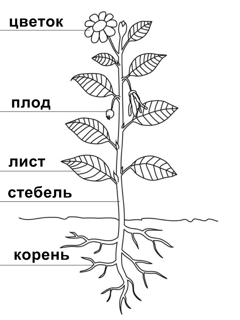 схема строения растения