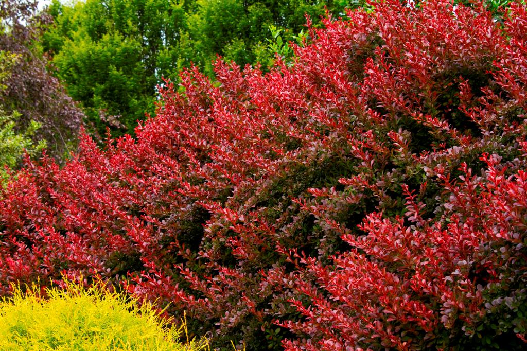 barberry tunberg golden ring