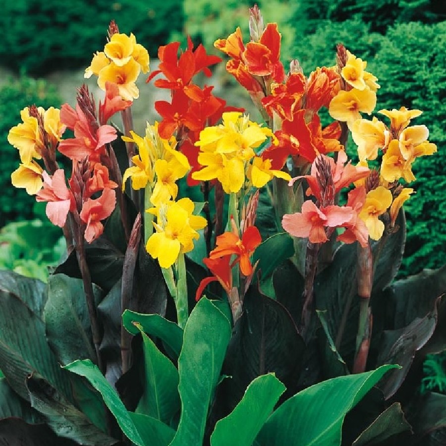 growing canna at home