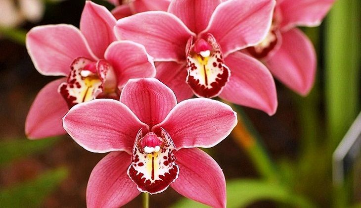 посадка орхидеи цимбидиум