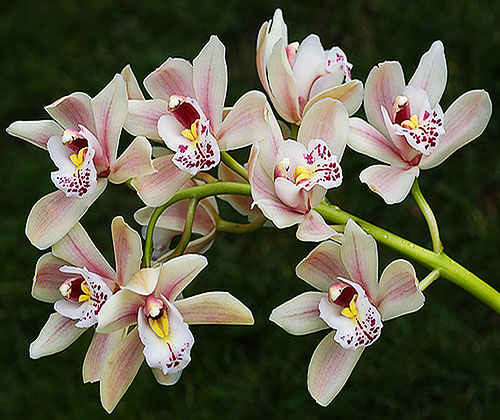 Семена орхидеи фото