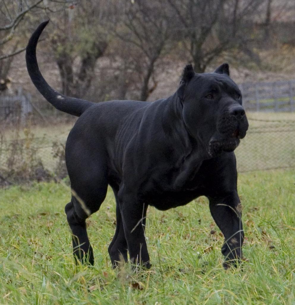 Presa Canario