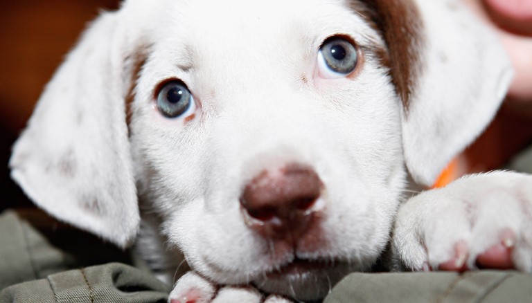 salmonellosis in puppies