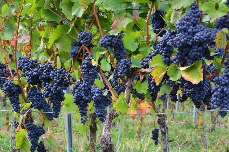 Черный ворон виноград описание сорта фото