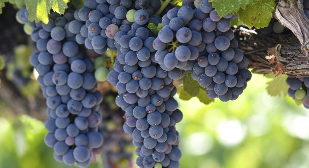 как ухаживать за виноградом летом
