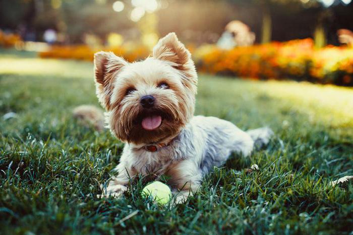 Биро йорк и бивер йорк: симпатичные собаки-компаньоны