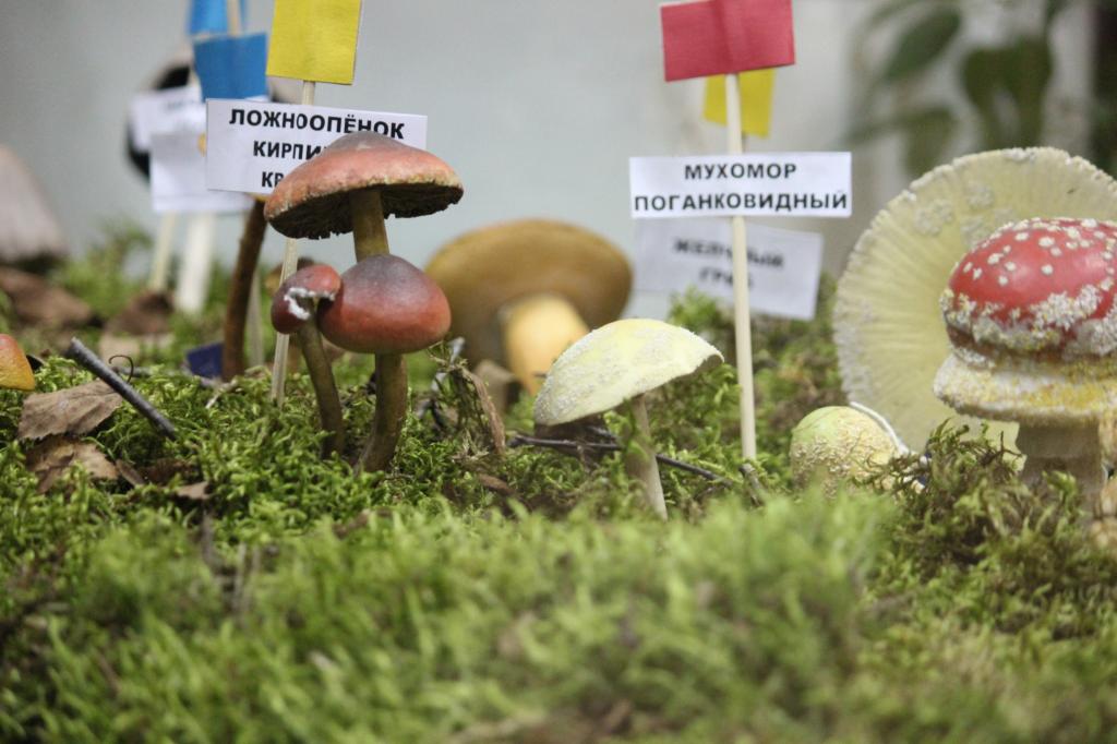 Коллекция грибов-муляжей