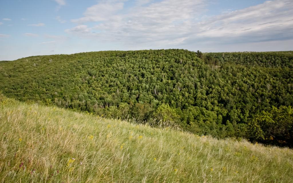 Chunak Forest