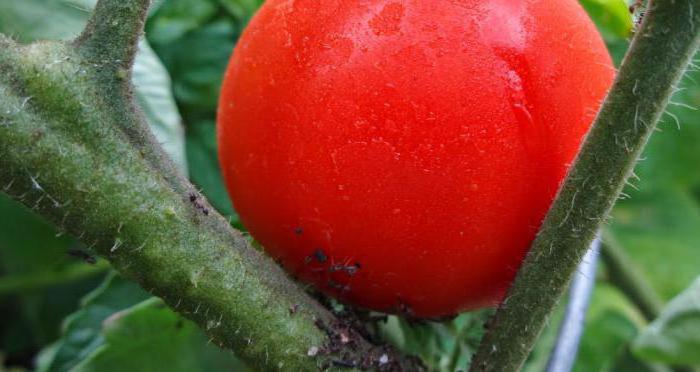 Обработка томатов борной кислотой во время цветения 