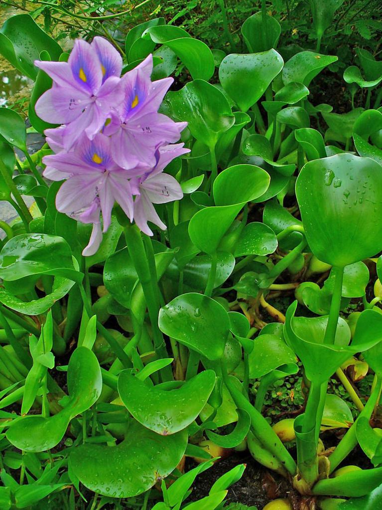 Blooming Eichornia