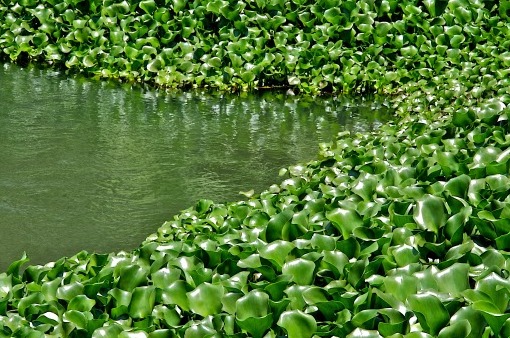 Plant on the pond