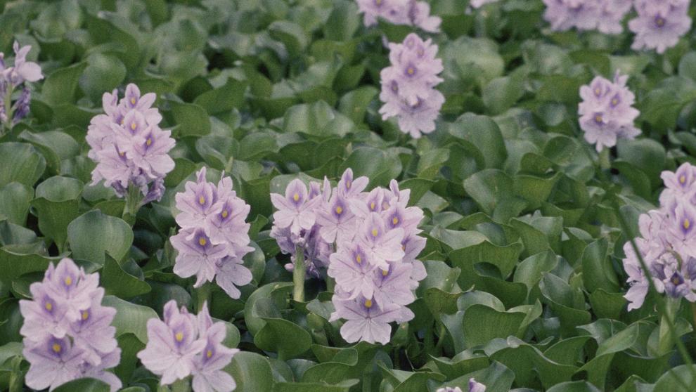 Flowering plant