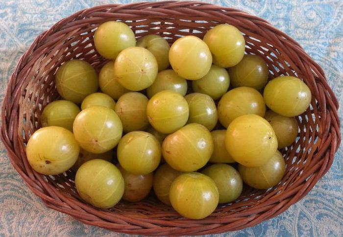 pickled gooseberries