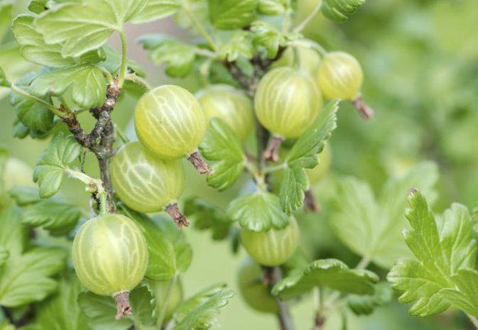 pickled gooseberries