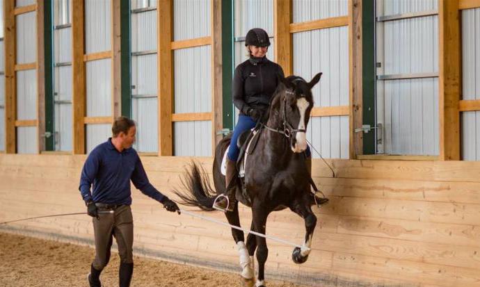 Dutch warm-blooded breed of horses maintenance and care