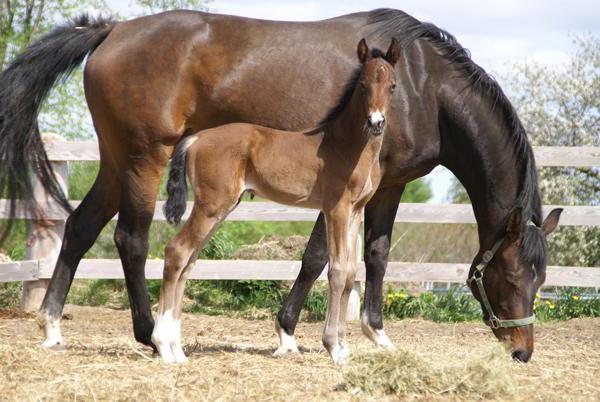 dutch warm-blooded breed of horses description