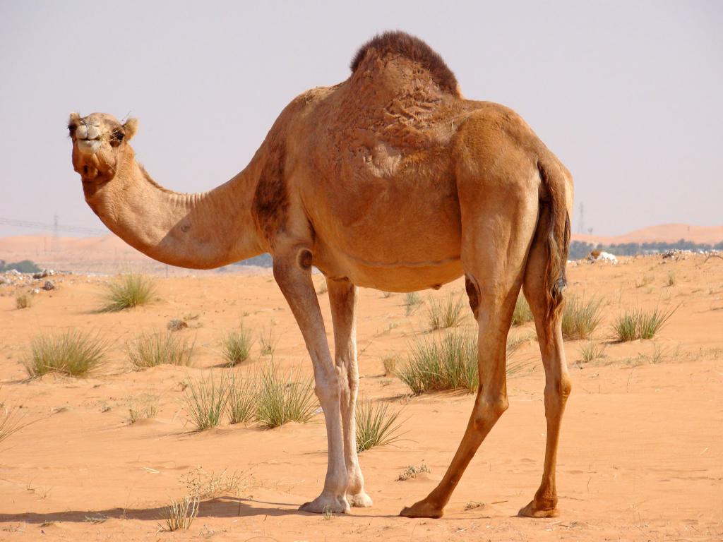 верблюд в пустыне