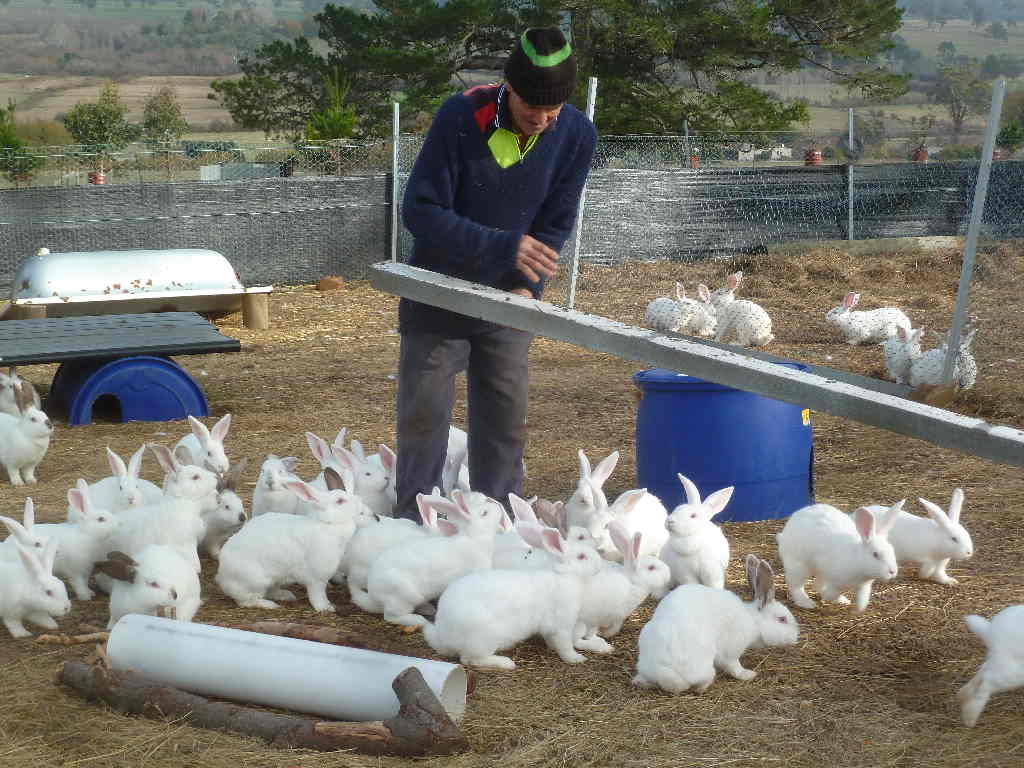 кролиководческое хозяйство