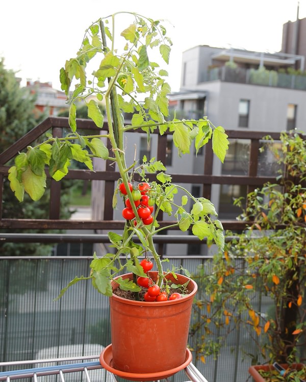 томаты на балконе
