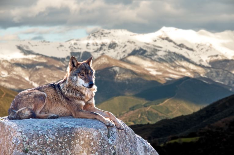 волк в горах