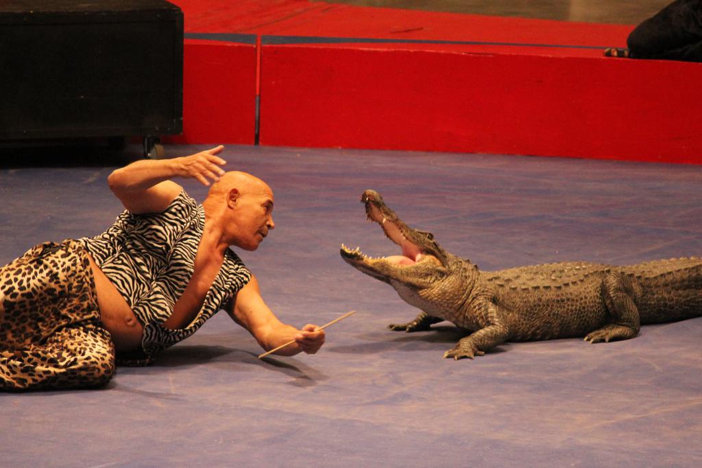 крокодил в цирке